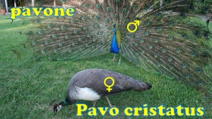 pavoni